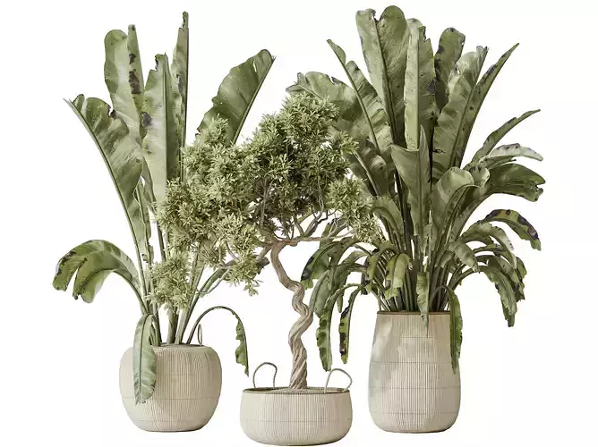 AV Indoor plants set 147 Banana Strelitzia and Arbequina Olive