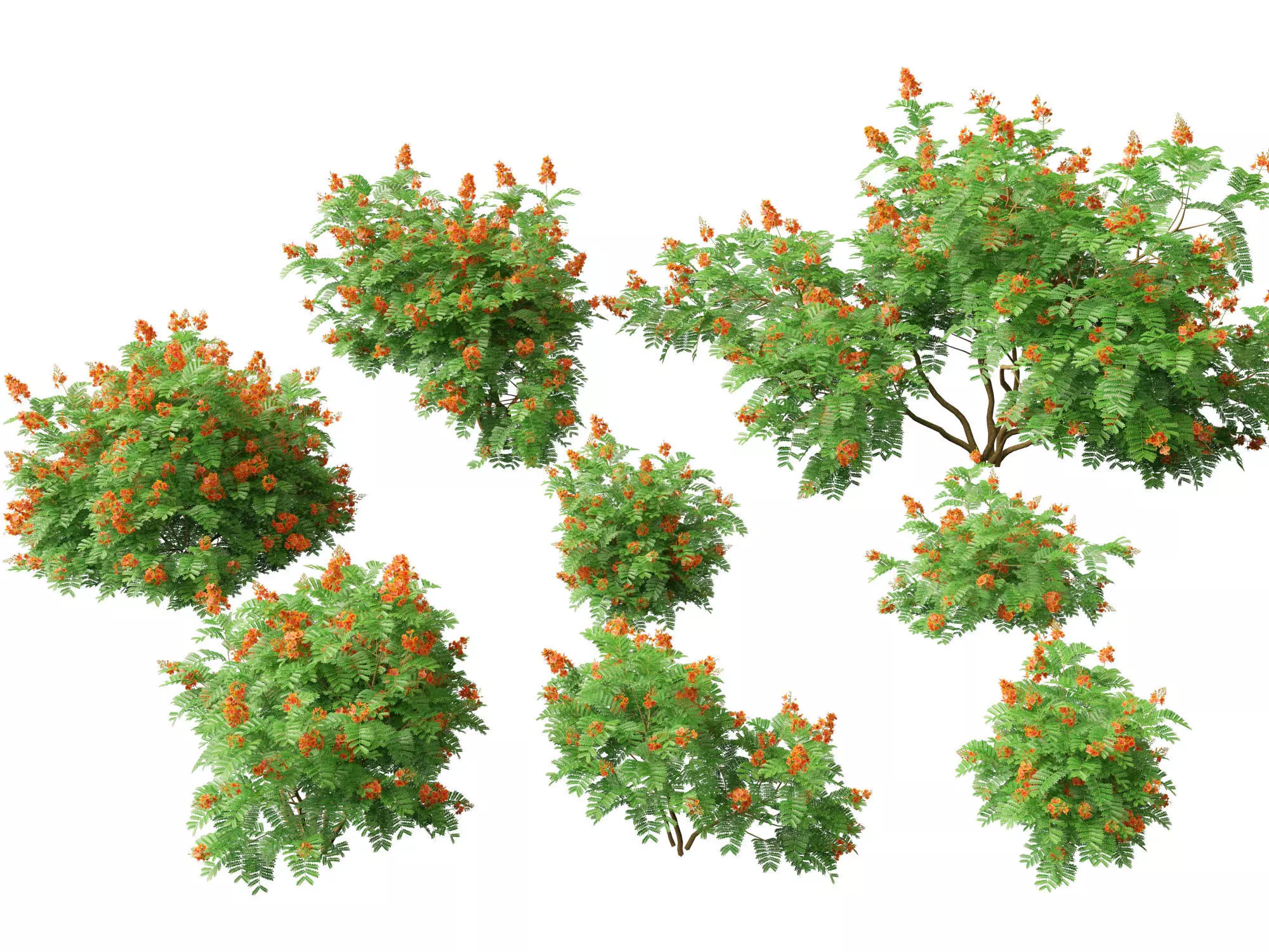 HighPolyLowPoly Caesalpinia Pulcherrima - Peacock Flower Low-poly 3D model