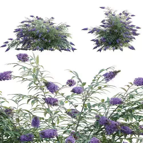 Buddleia - Butterfly Bush