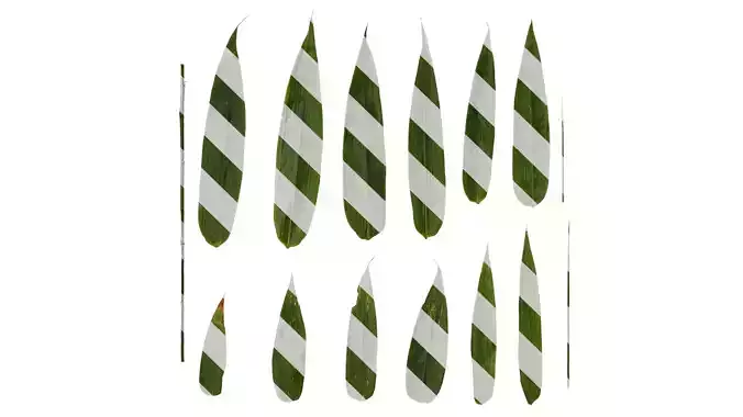 Anydrafts Phyllostachys bambusoides Leaf 01