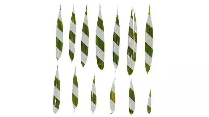 Anydrafts Phyllostachys bambusoides Leaf 04