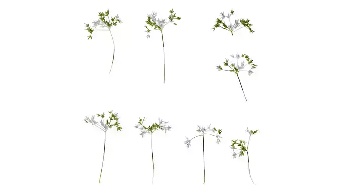 Anydrafts Phyllostachys heteroclada Atlas 06