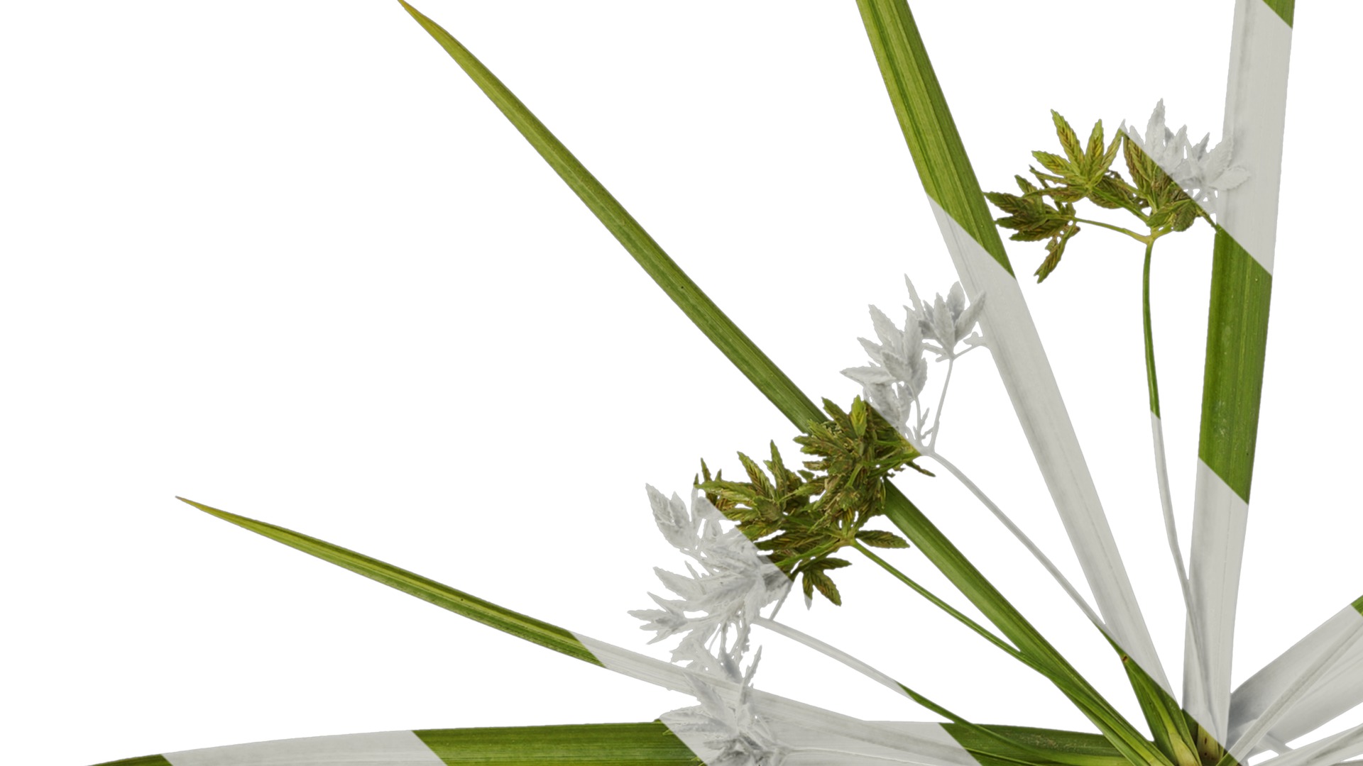 Anydrafts Phyllostachys heteroclada Atlas 07 Texture_3