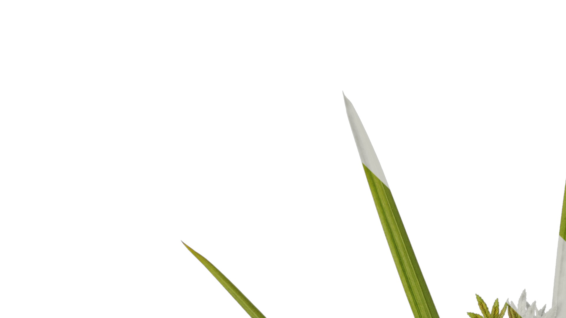 Anydrafts Phyllostachys heteroclada Atlas 07 Texture_1