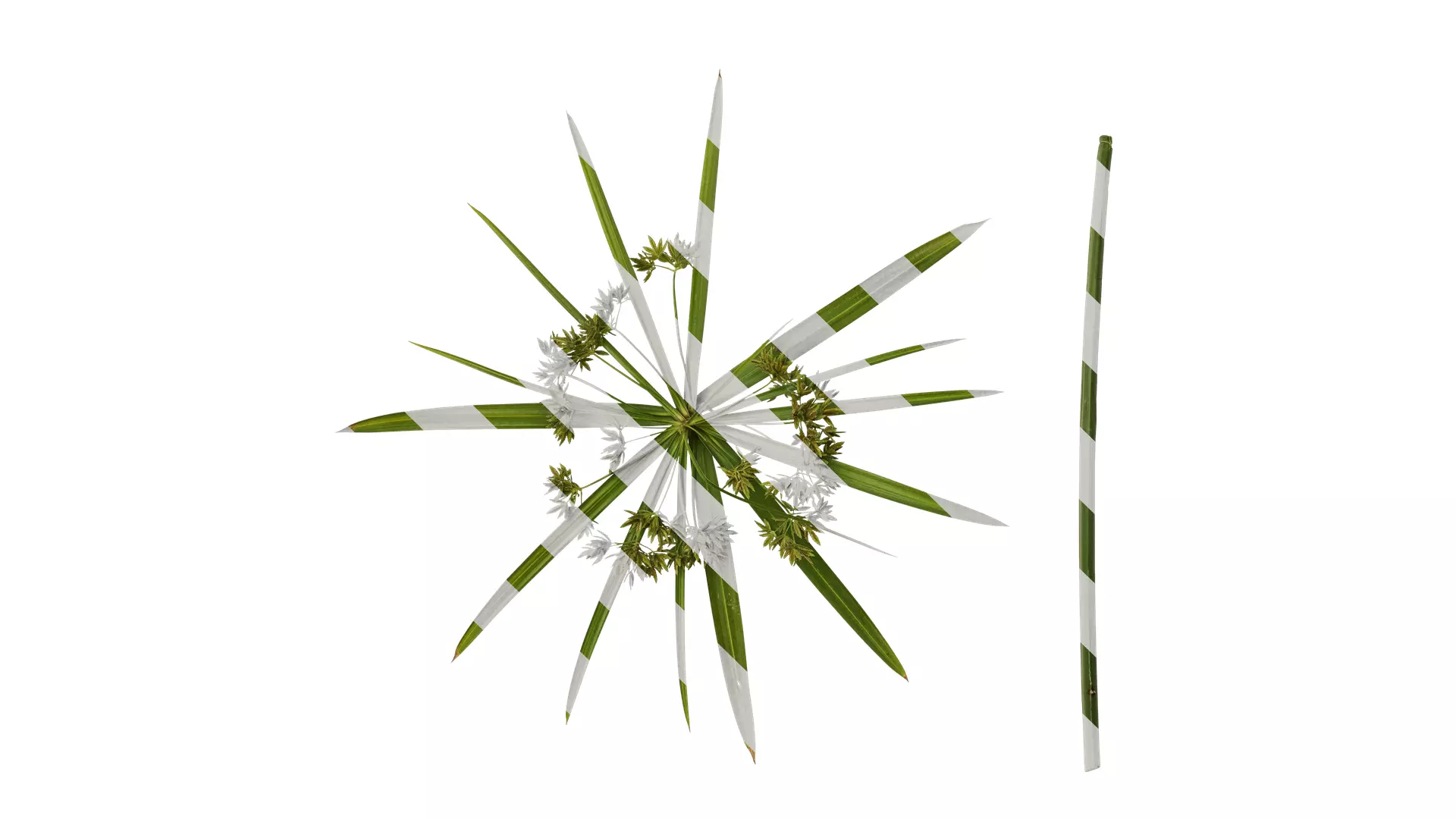 Anydrafts Phyllostachys heteroclada Atlas 07 Texture_0