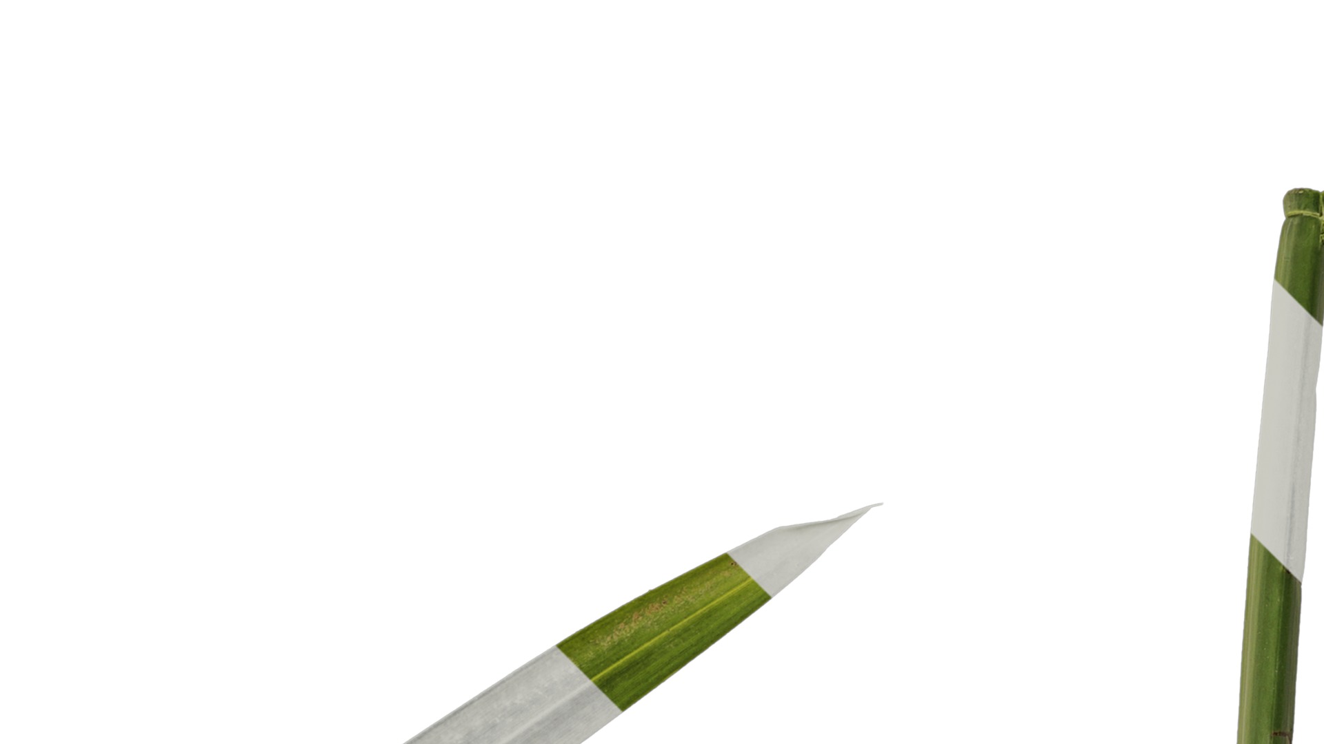 Anydrafts Phyllostachys heteroclada Atlas 07 Texture_2