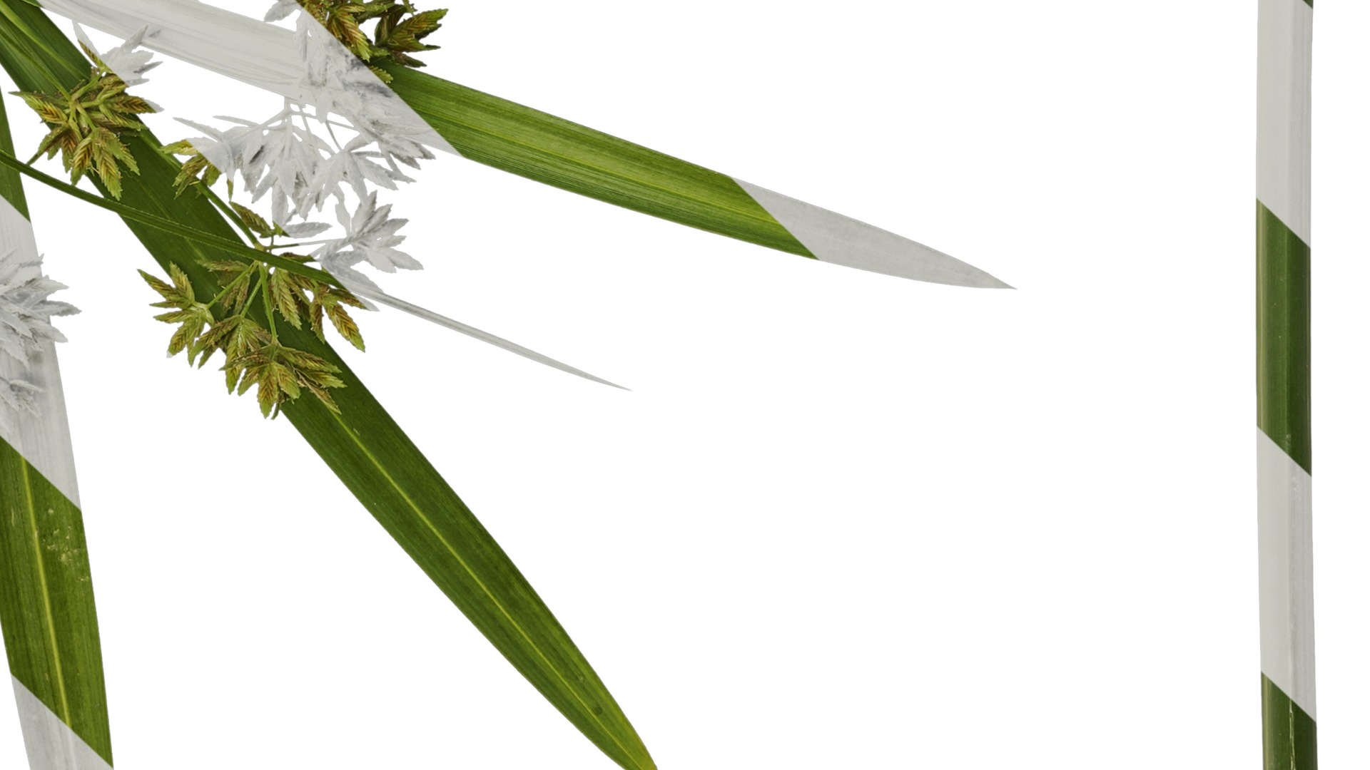 Anydrafts Phyllostachys heteroclada Atlas 07 Texture_6