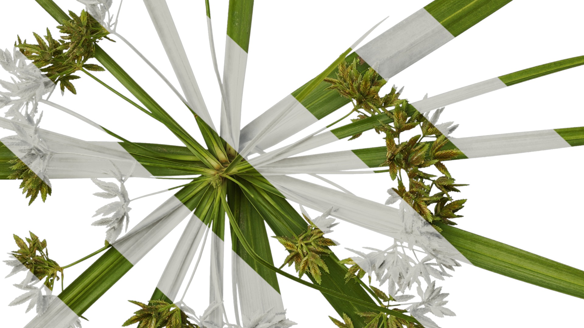 Anydrafts Phyllostachys heteroclada Atlas 07 Texture_7