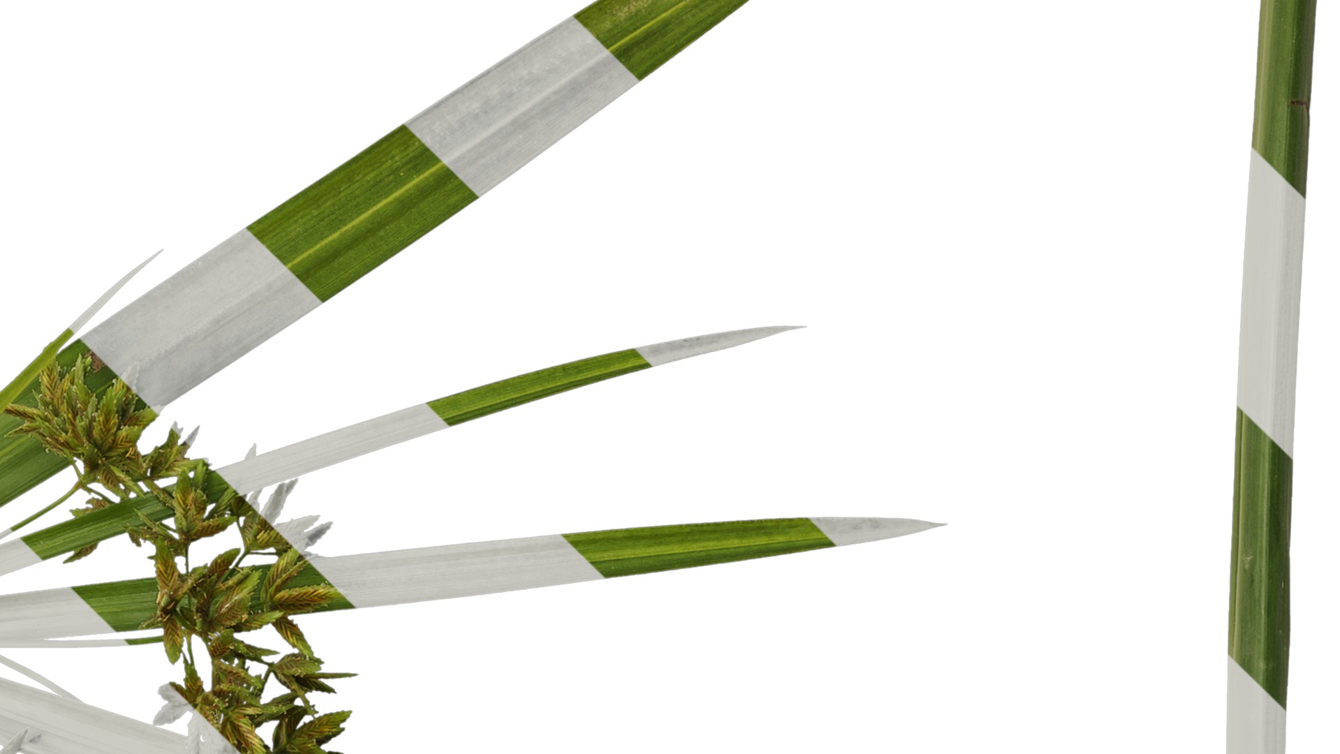 Anydrafts Phyllostachys heteroclada Atlas 07 Texture_4