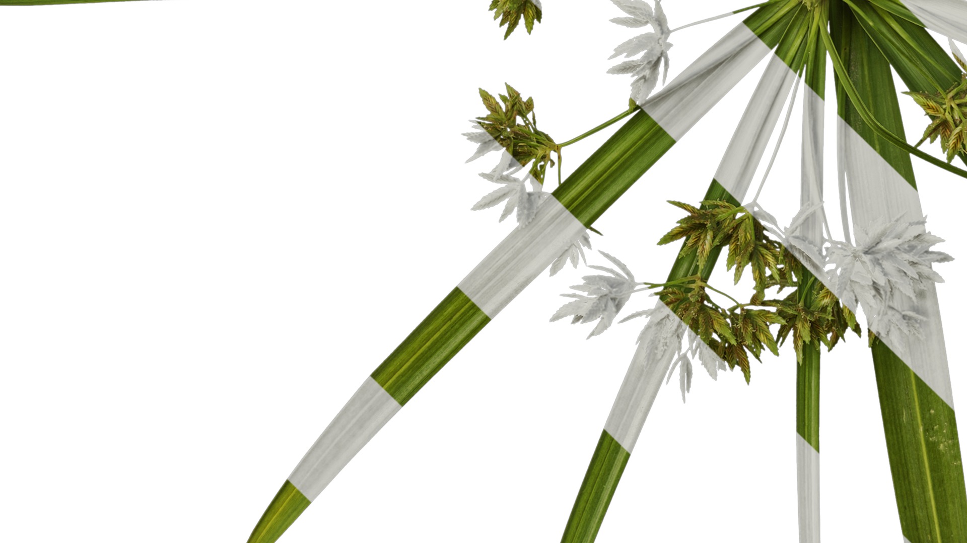 Anydrafts Phyllostachys heteroclada Atlas 07 Texture_5