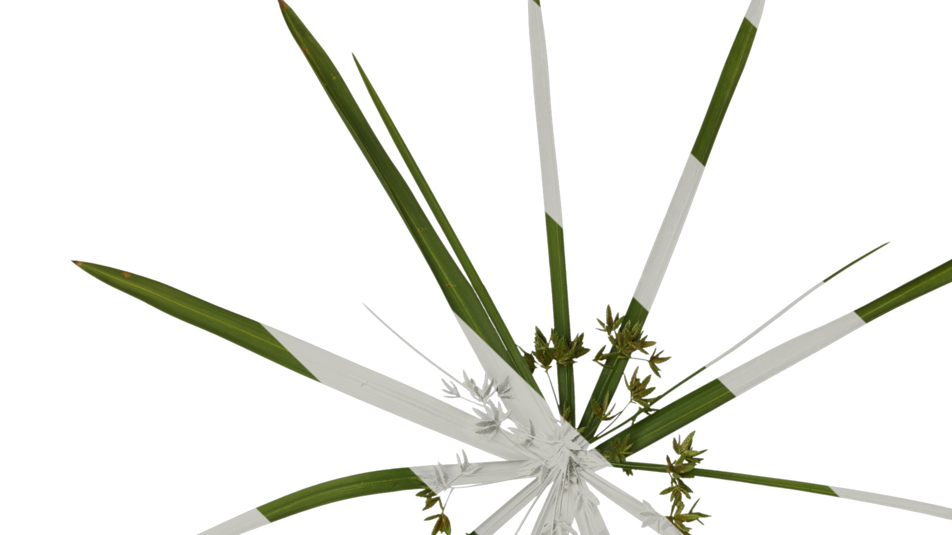 Anydrafts Phyllostachys heteroclada Atlas 10 Texture_1