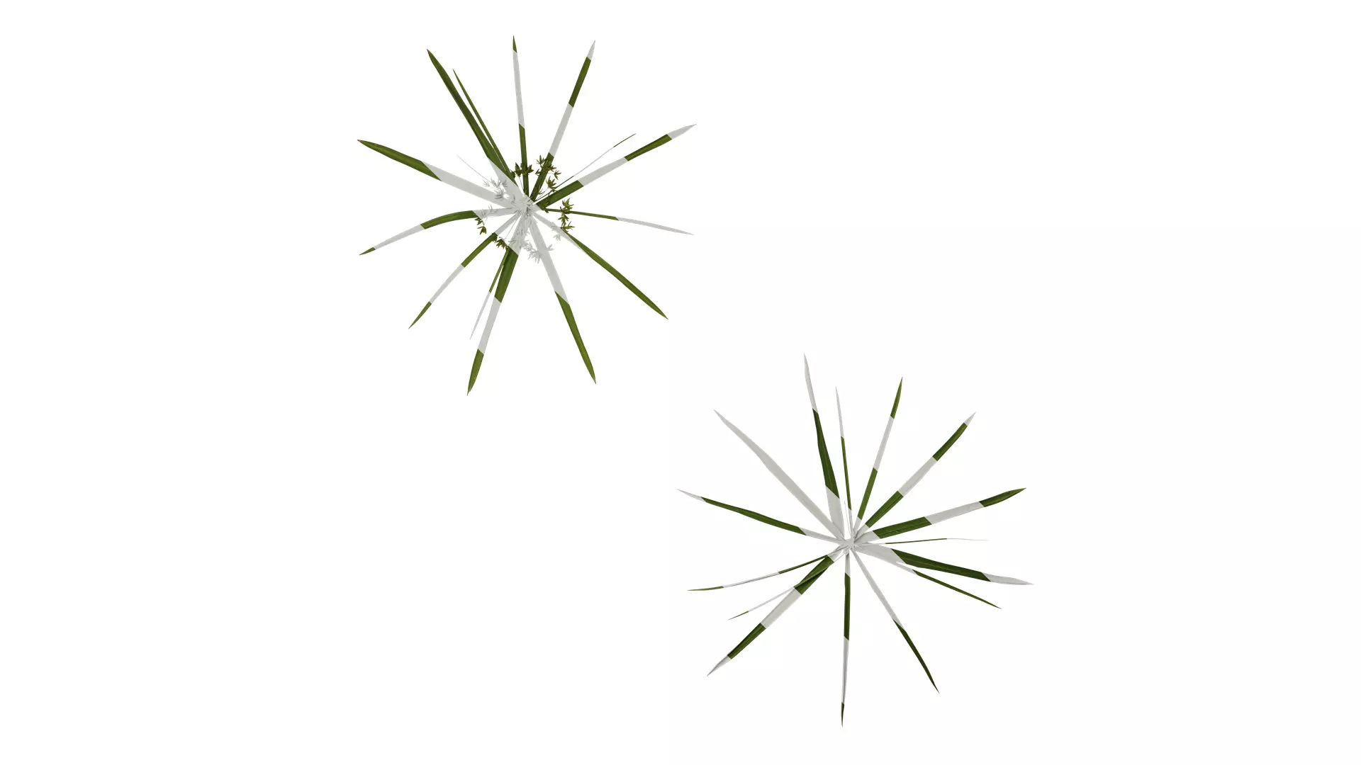 Anydrafts Phyllostachys heteroclada Atlas 10 Texture_0