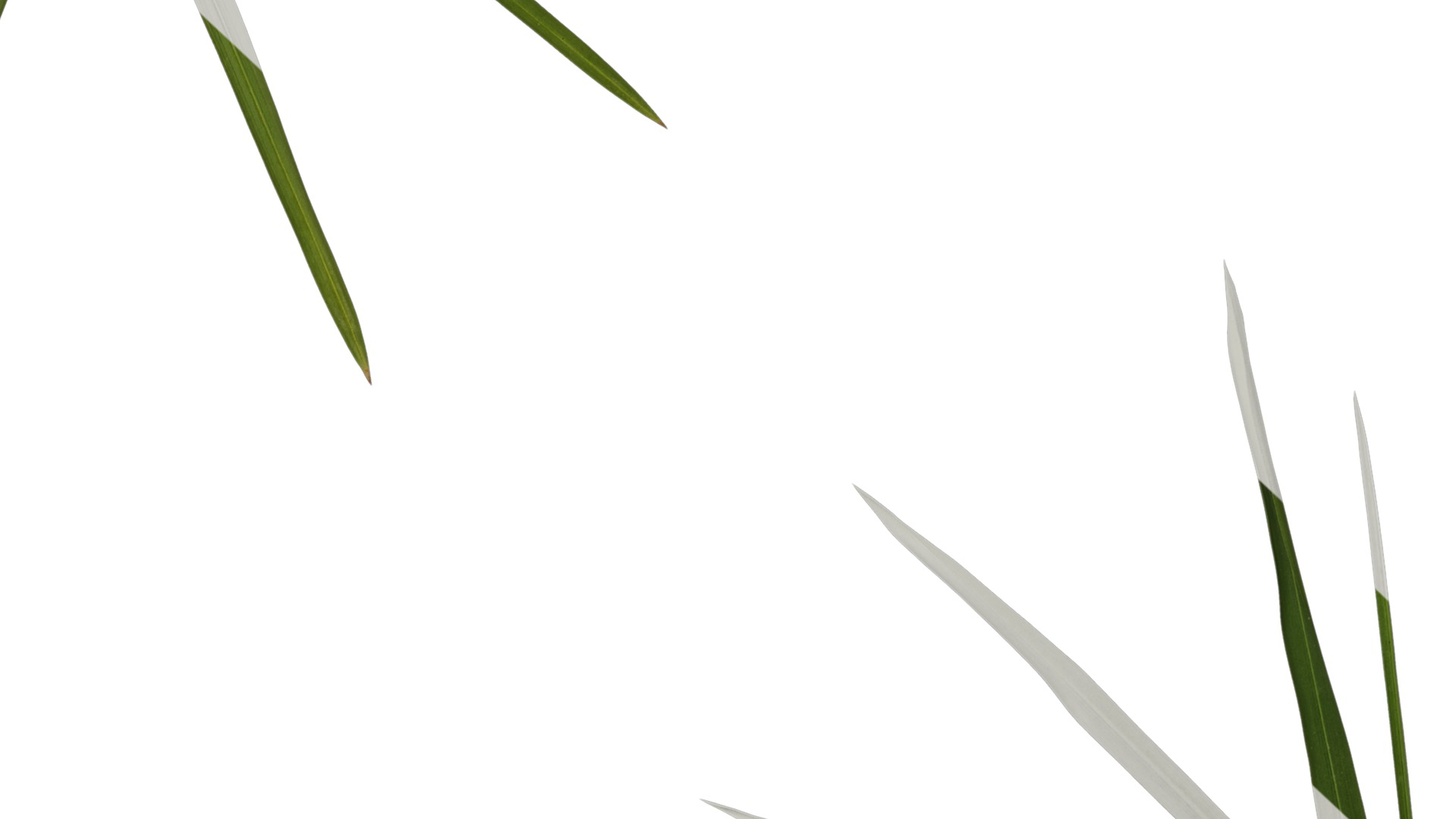 Anydrafts Phyllostachys heteroclada Atlas 10 Texture_7