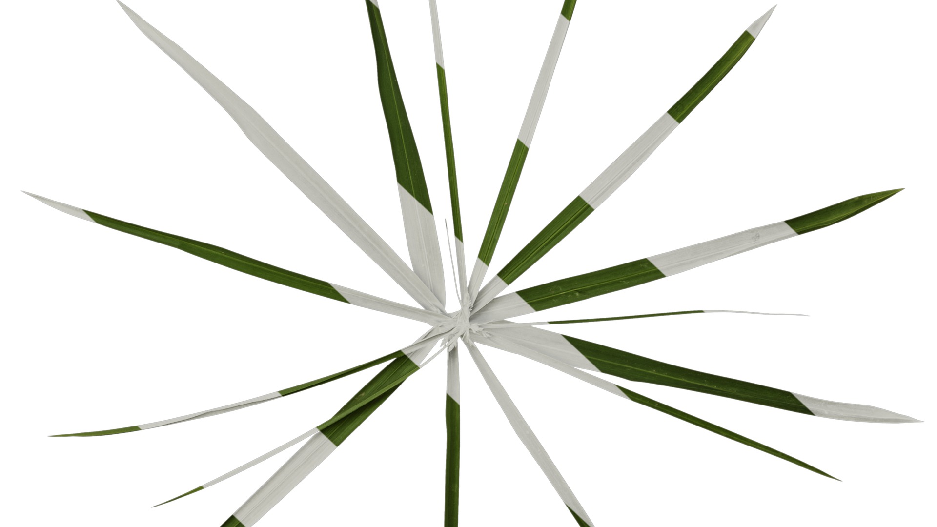 Anydrafts Phyllostachys heteroclada Atlas 10 Texture_6