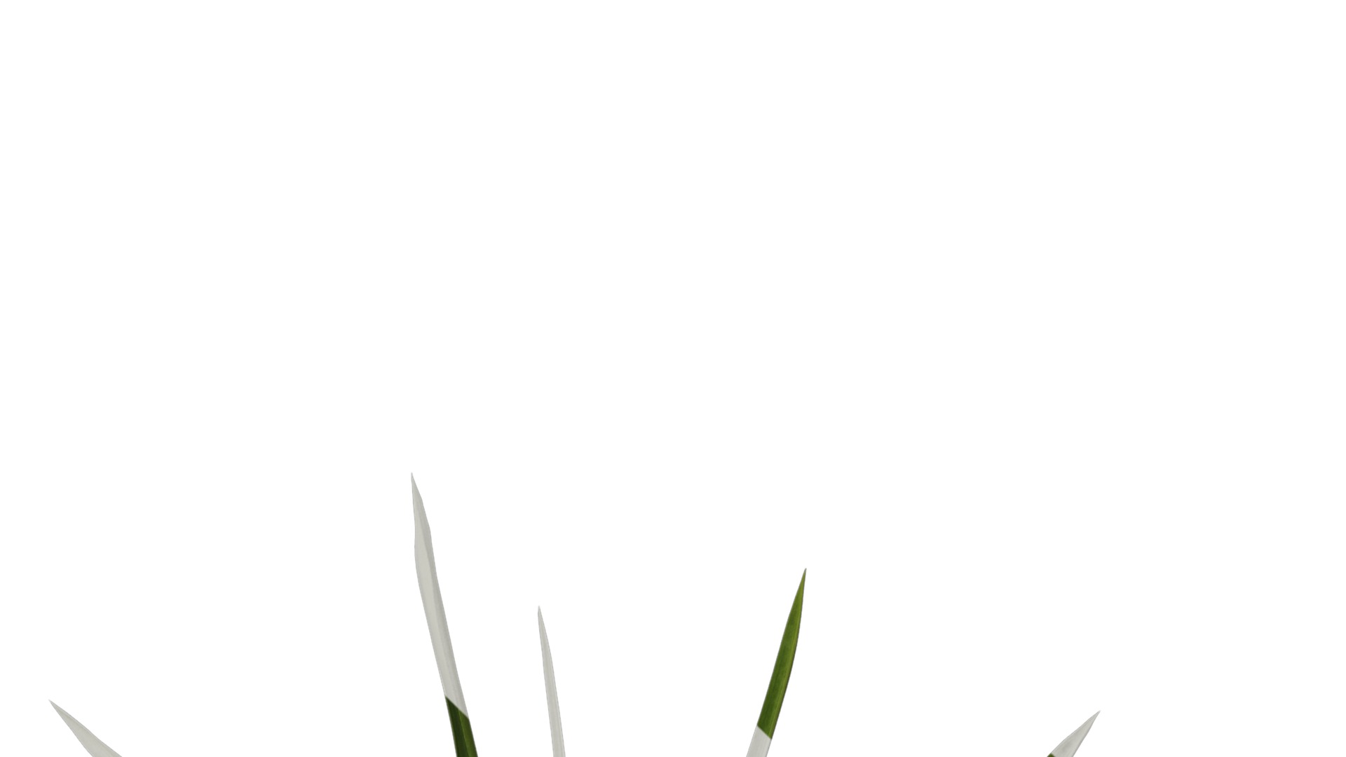 Anydrafts Phyllostachys heteroclada Atlas 10 Texture_4