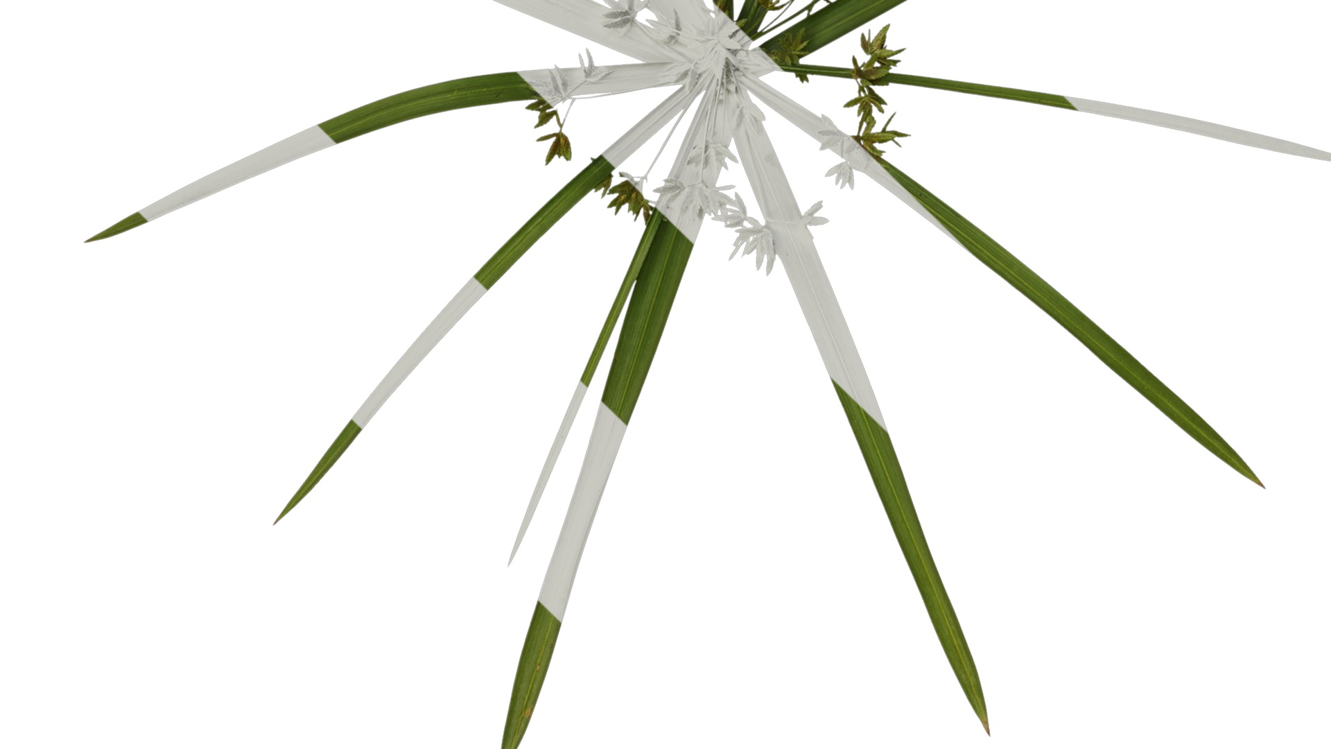 Anydrafts Phyllostachys heteroclada Atlas 10 Texture_3