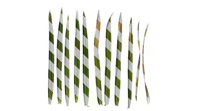 Anydrafts Phyllostachys heteroclada Leaf 01