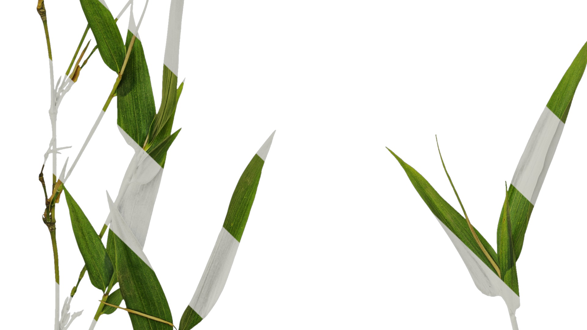 Anydrafts Phyllostachys parvifolia Atlas 02 Texture_5