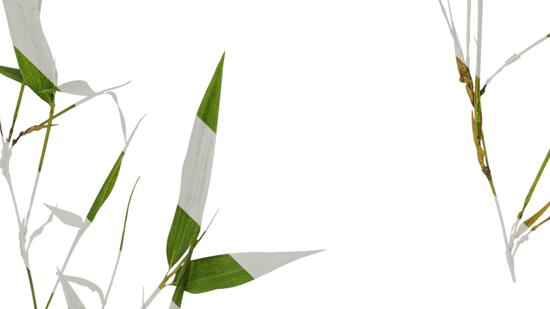 Anydrafts Phyllostachys parvifolia Atlas 02 Texture_3