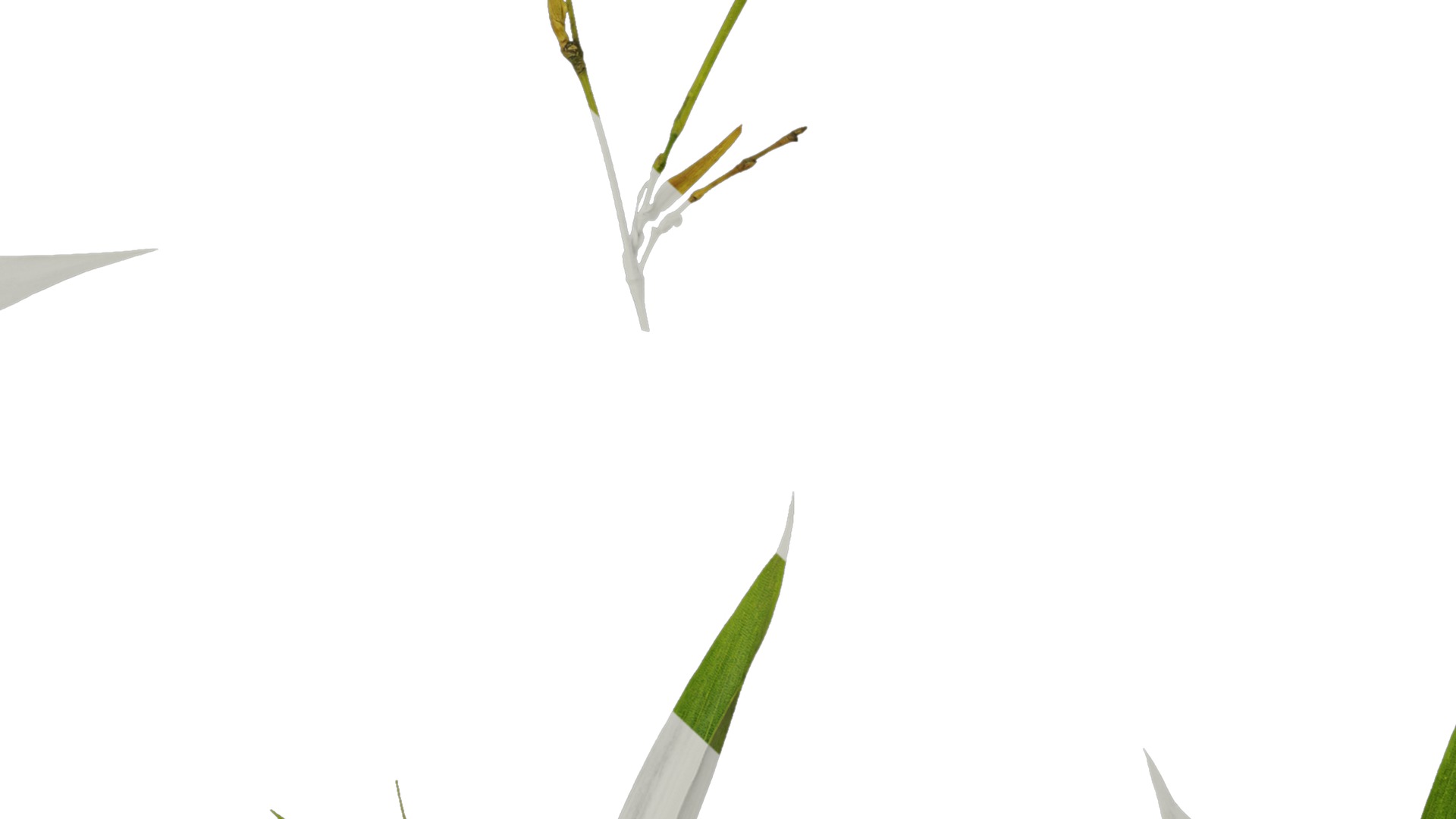 Anydrafts Phyllostachys parvifolia Atlas 02 Texture_7