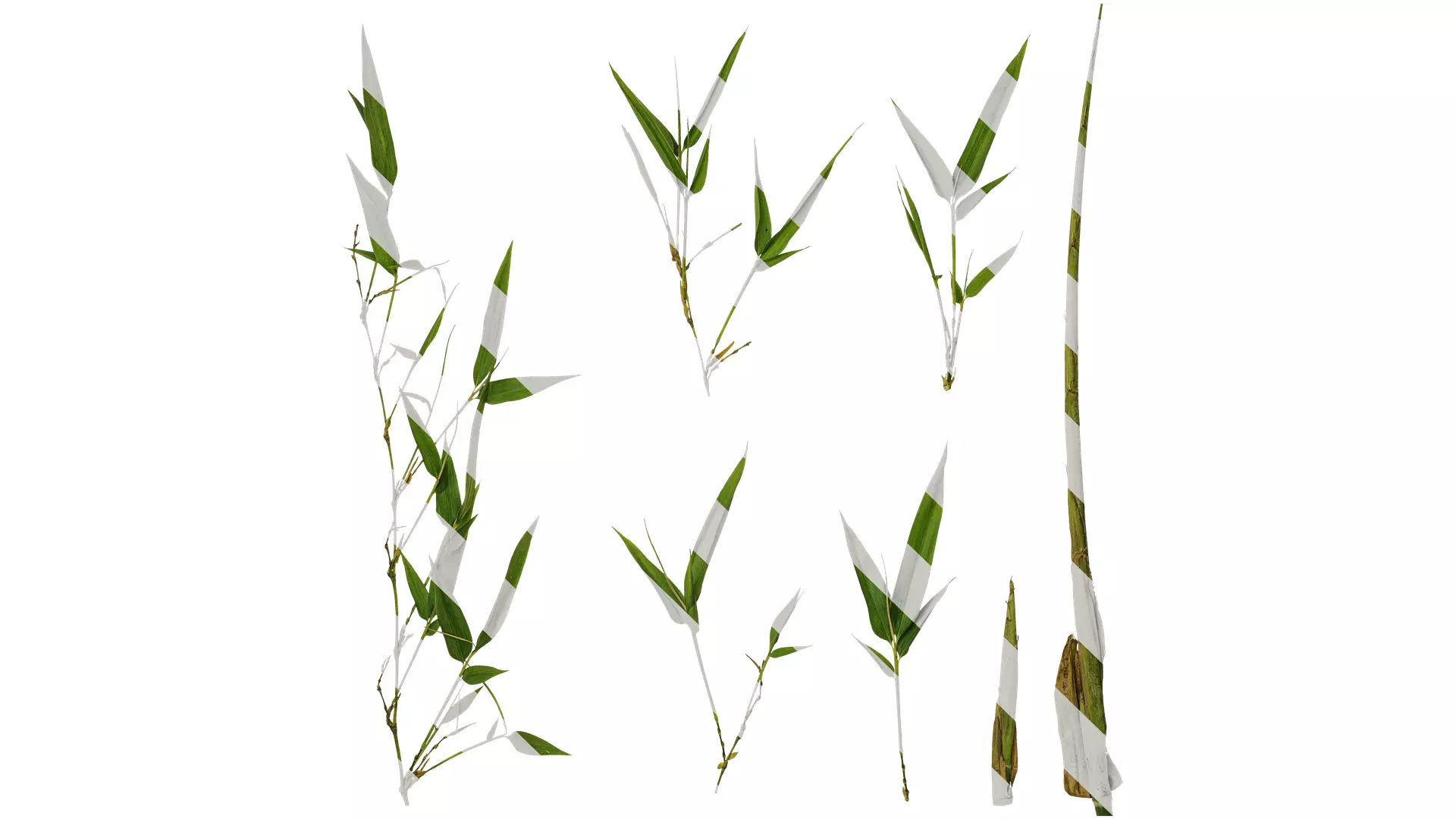 Anydrafts Phyllostachys parvifolia Atlas 02 Texture_0