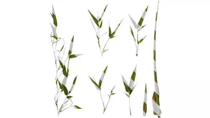 Anydrafts Phyllostachys parvifolia Atlas 02