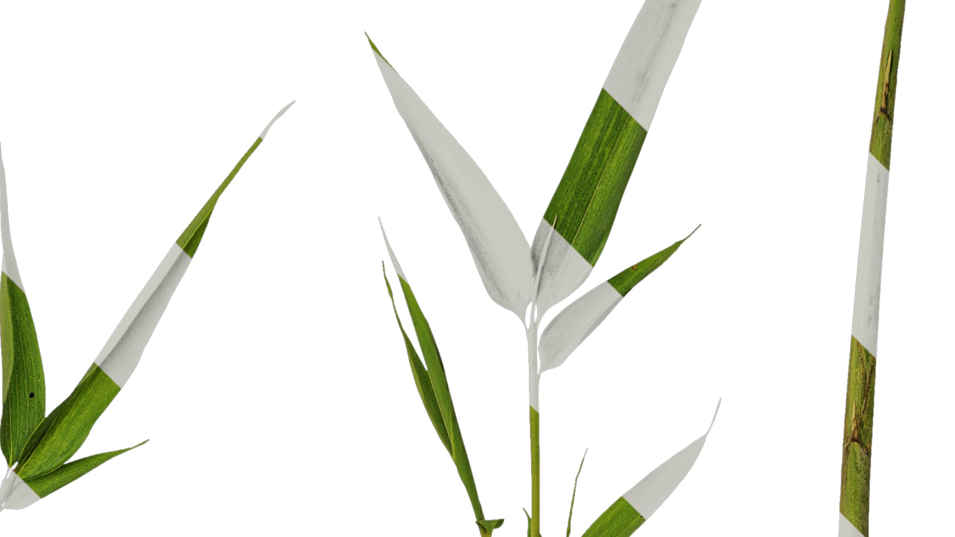 Anydrafts Phyllostachys parvifolia Atlas 02 Texture_2