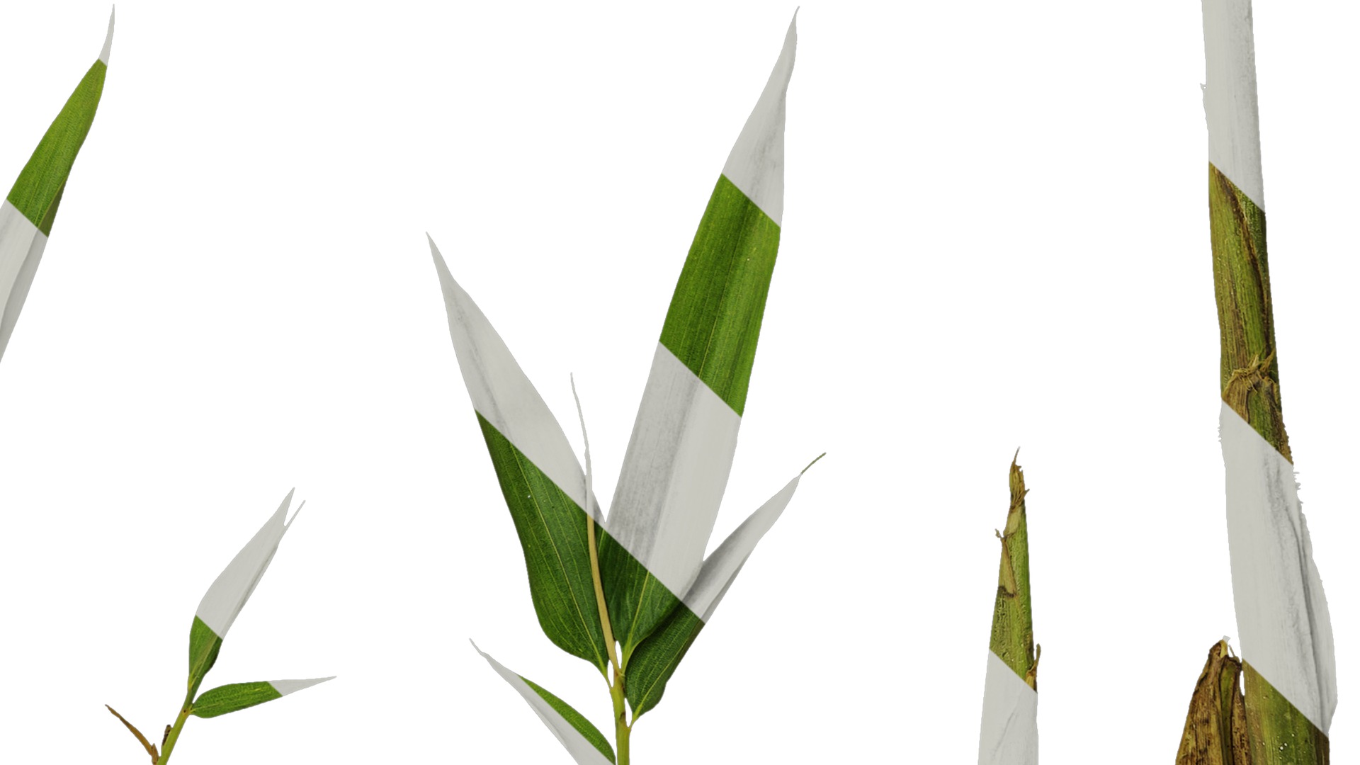 Anydrafts Phyllostachys parvifolia Atlas 02 Texture_6