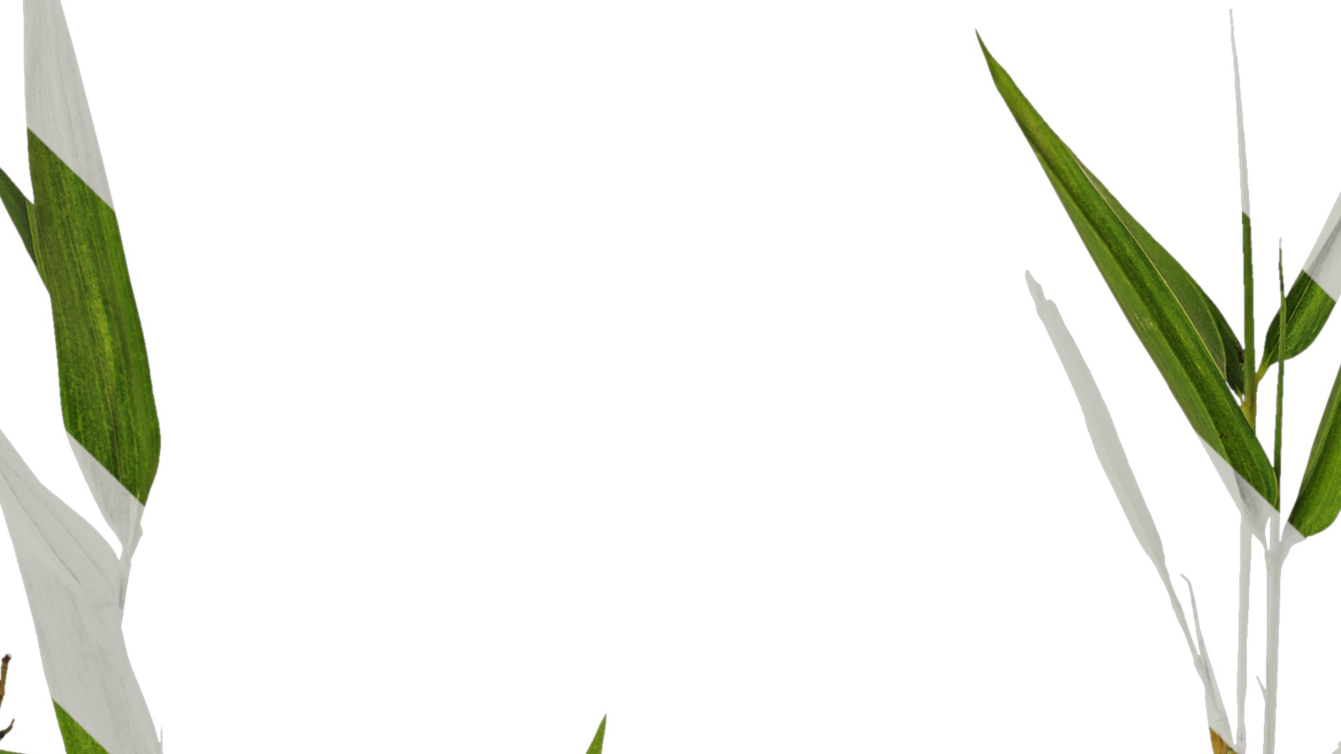 Anydrafts Phyllostachys parvifolia Atlas 02 Texture_1