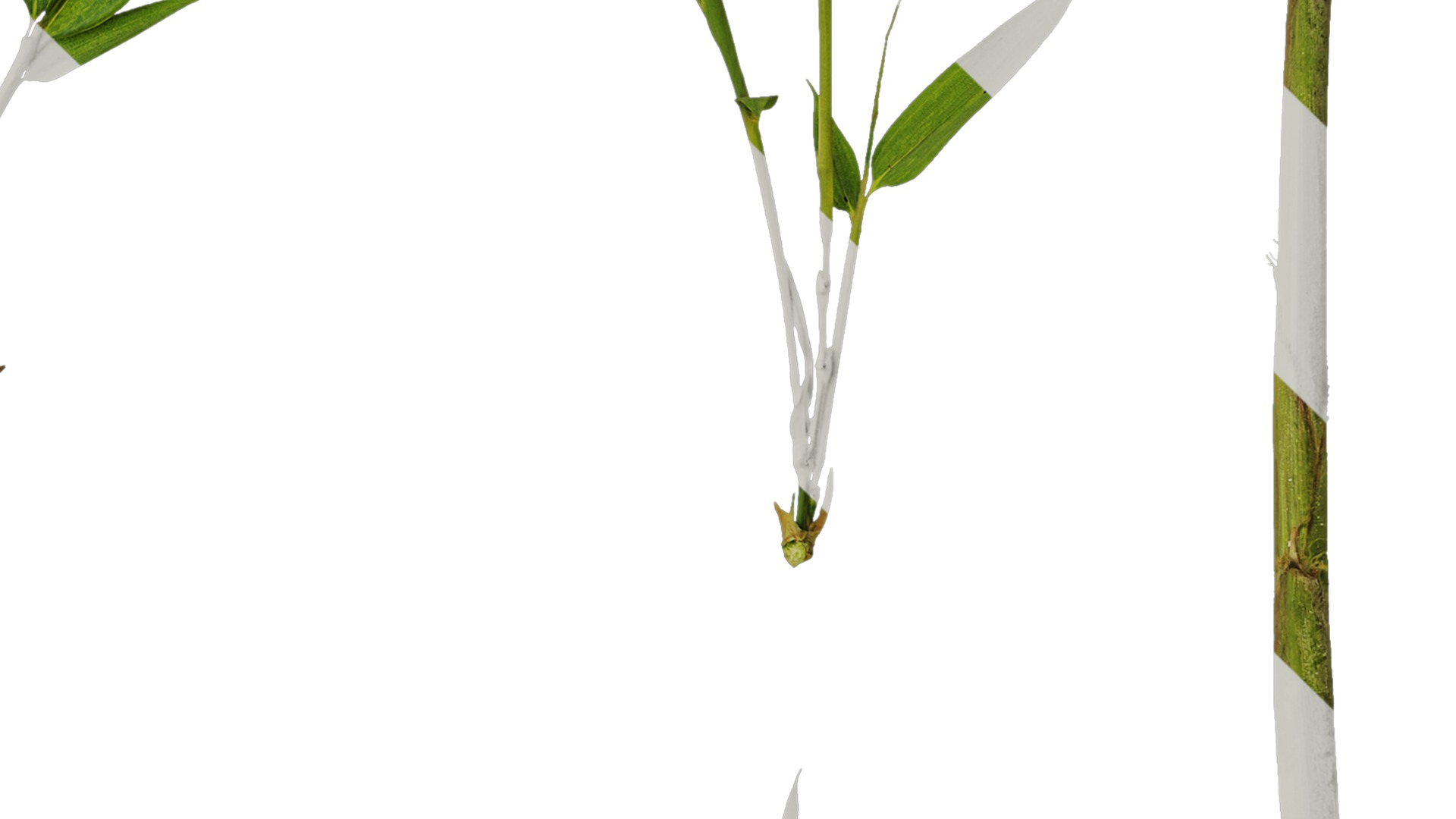 Anydrafts Phyllostachys parvifolia Atlas 02 Texture_4