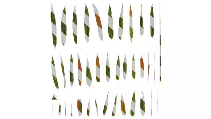 Anydrafts Phyllostachys reticulata Leaf 01
