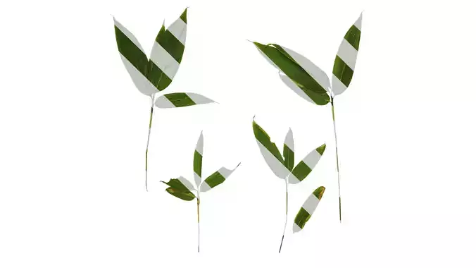 Anydrafts Sasa pygmaea Atlas 01