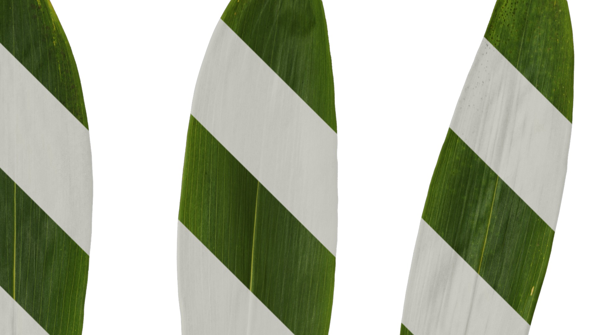 Anydrafts Sasa pygmaea Leaf 01 Texture_2