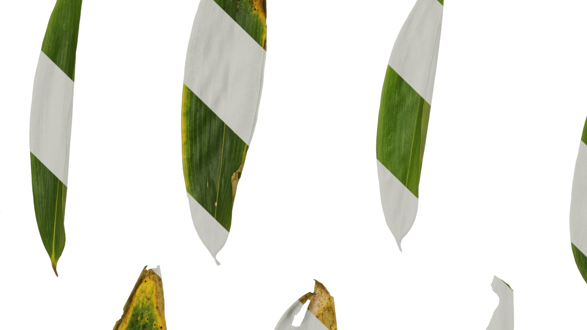 Anydrafts Sasa pygmaea Leaf 01 Texture_5