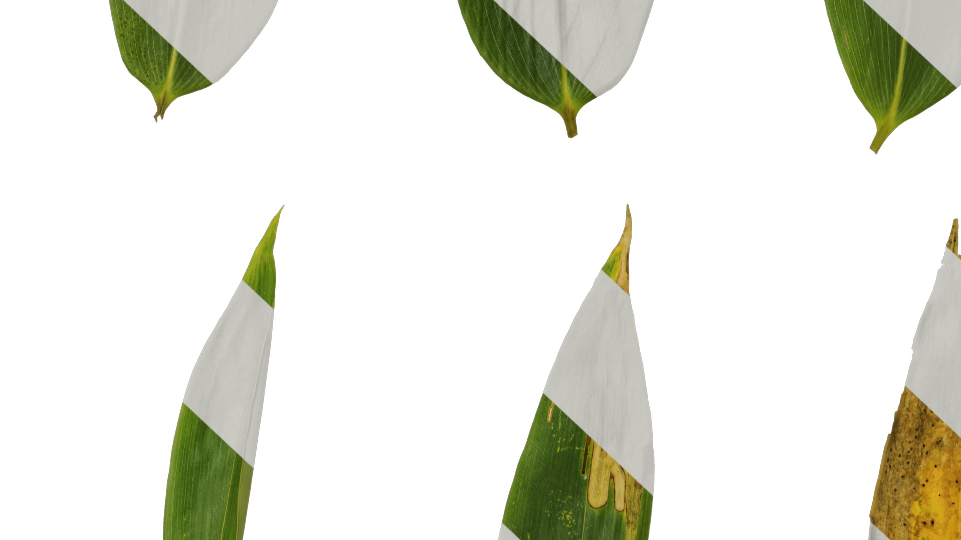 Anydrafts Sasa pygmaea Leaf 01 Texture_7