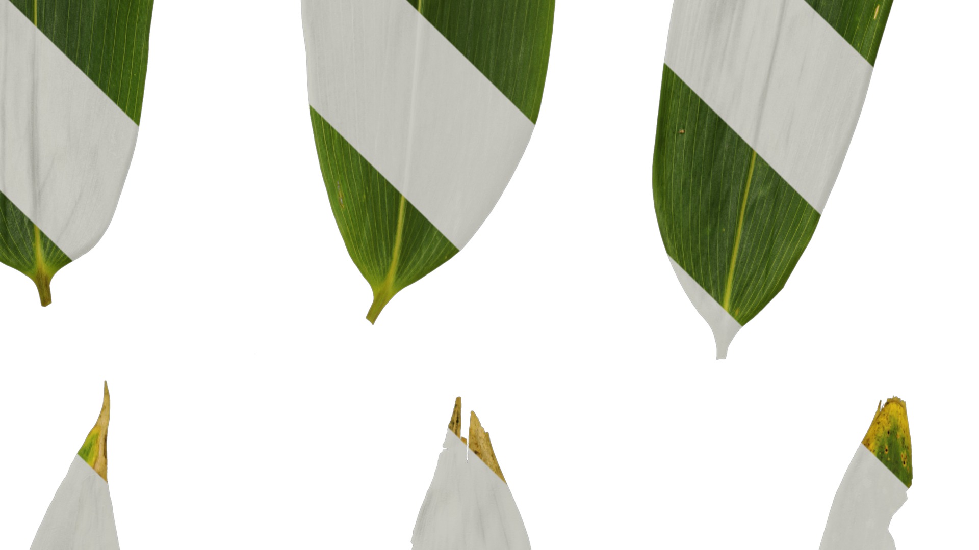 Anydrafts Sasa pygmaea Leaf 01 Texture_4