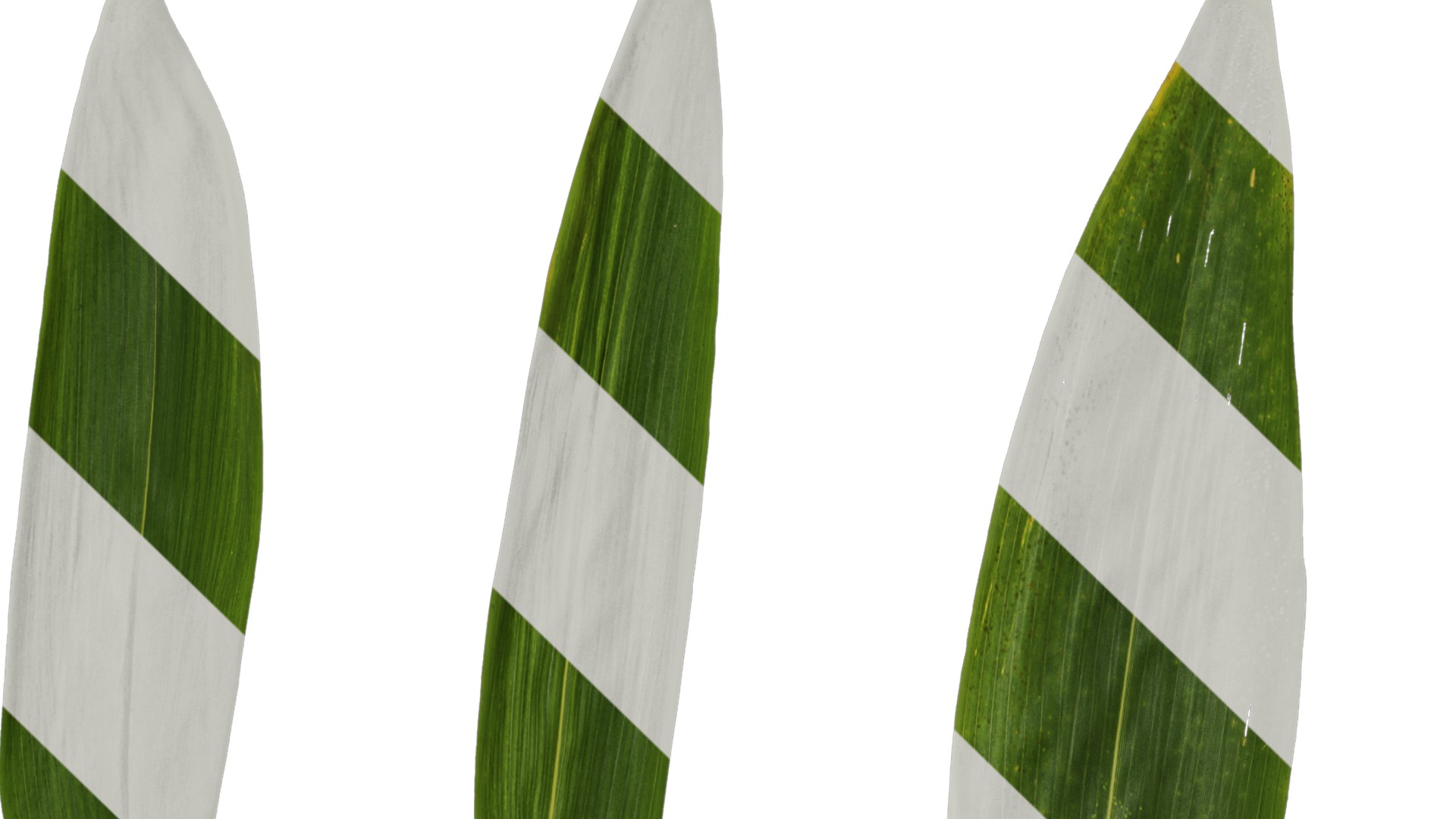 Anydrafts Sasa pygmaea Leaf 01 Texture_1