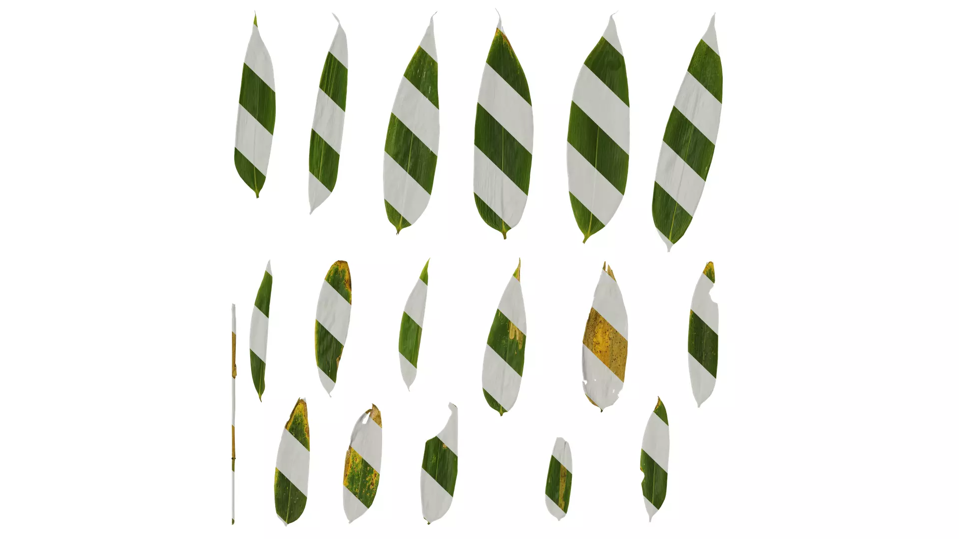 Anydrafts Sasa pygmaea Leaf 01 Texture_0