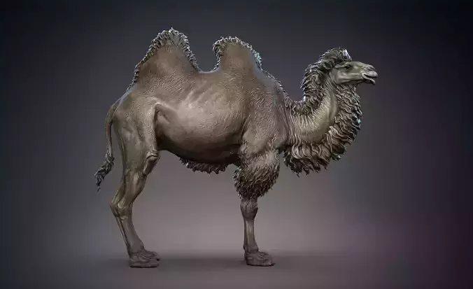 Bactrian Camels  - TPose