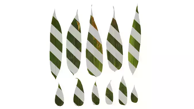 Anydrafts Sasa pygmaea Leaf 03