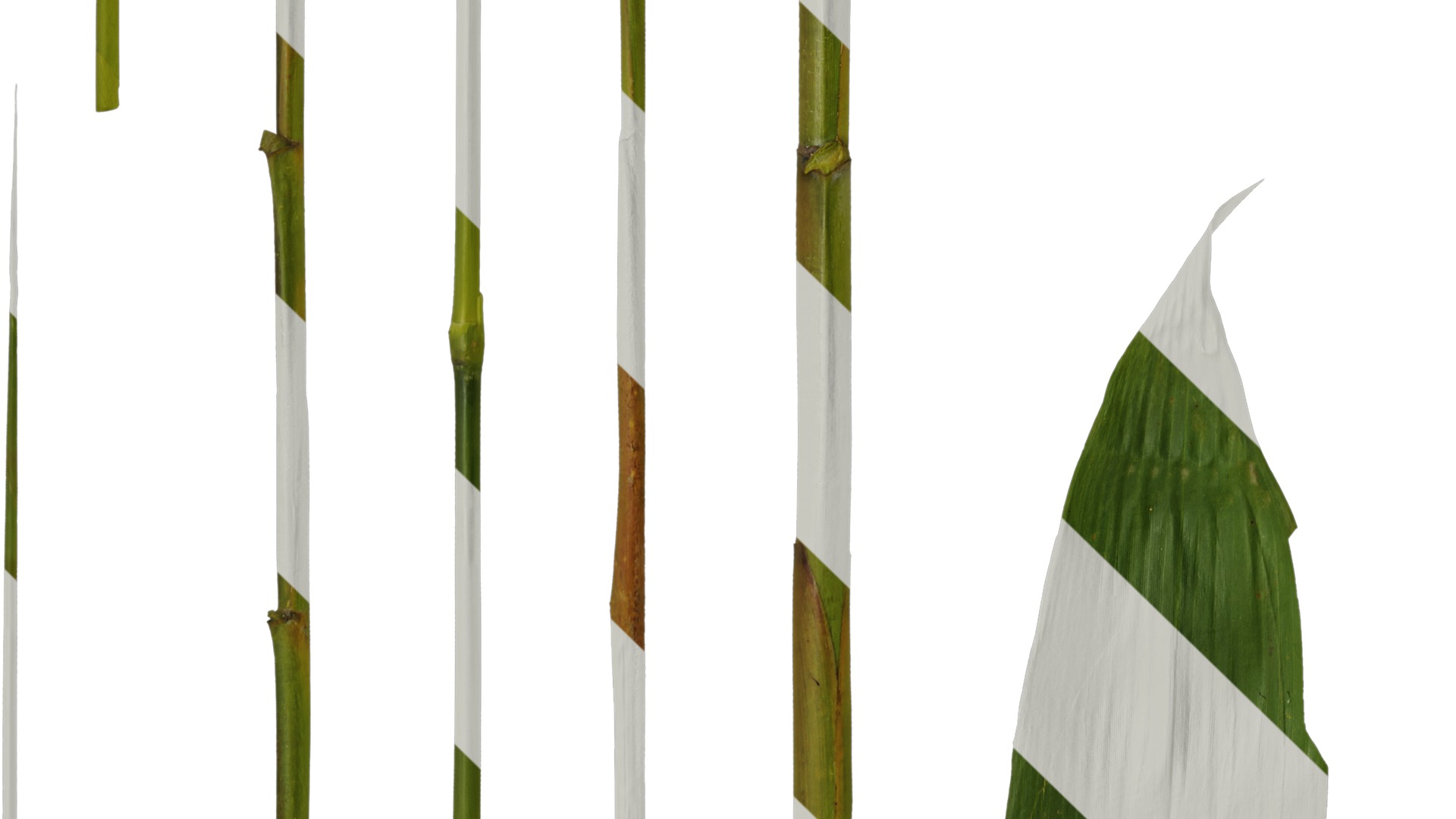 Anydrafts Sasa pygmaea Leaf 04 Texture_5