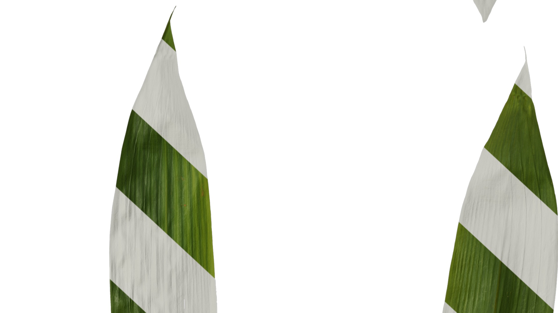 Anydrafts Sasa pygmaea Leaf 04 Texture_6