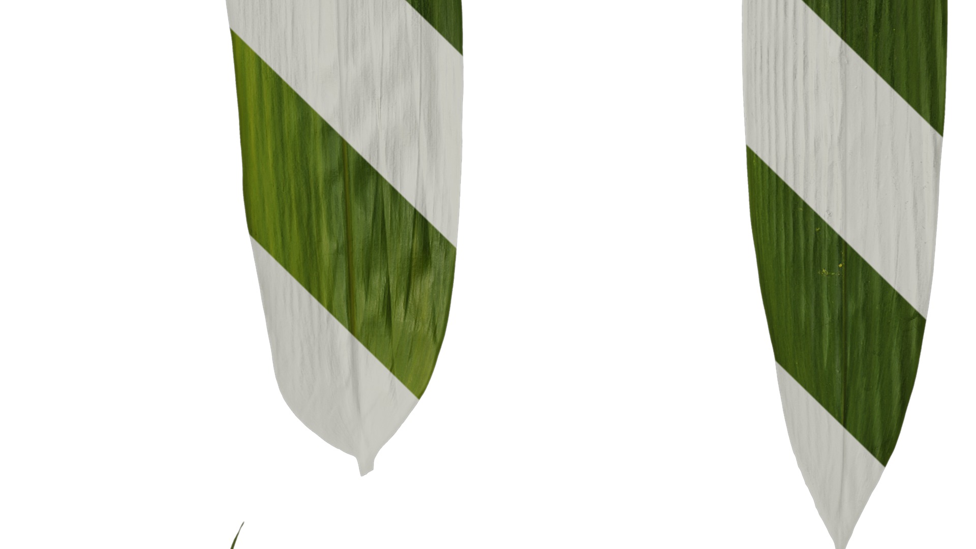 Anydrafts Sasa pygmaea Leaf 04 Texture_4