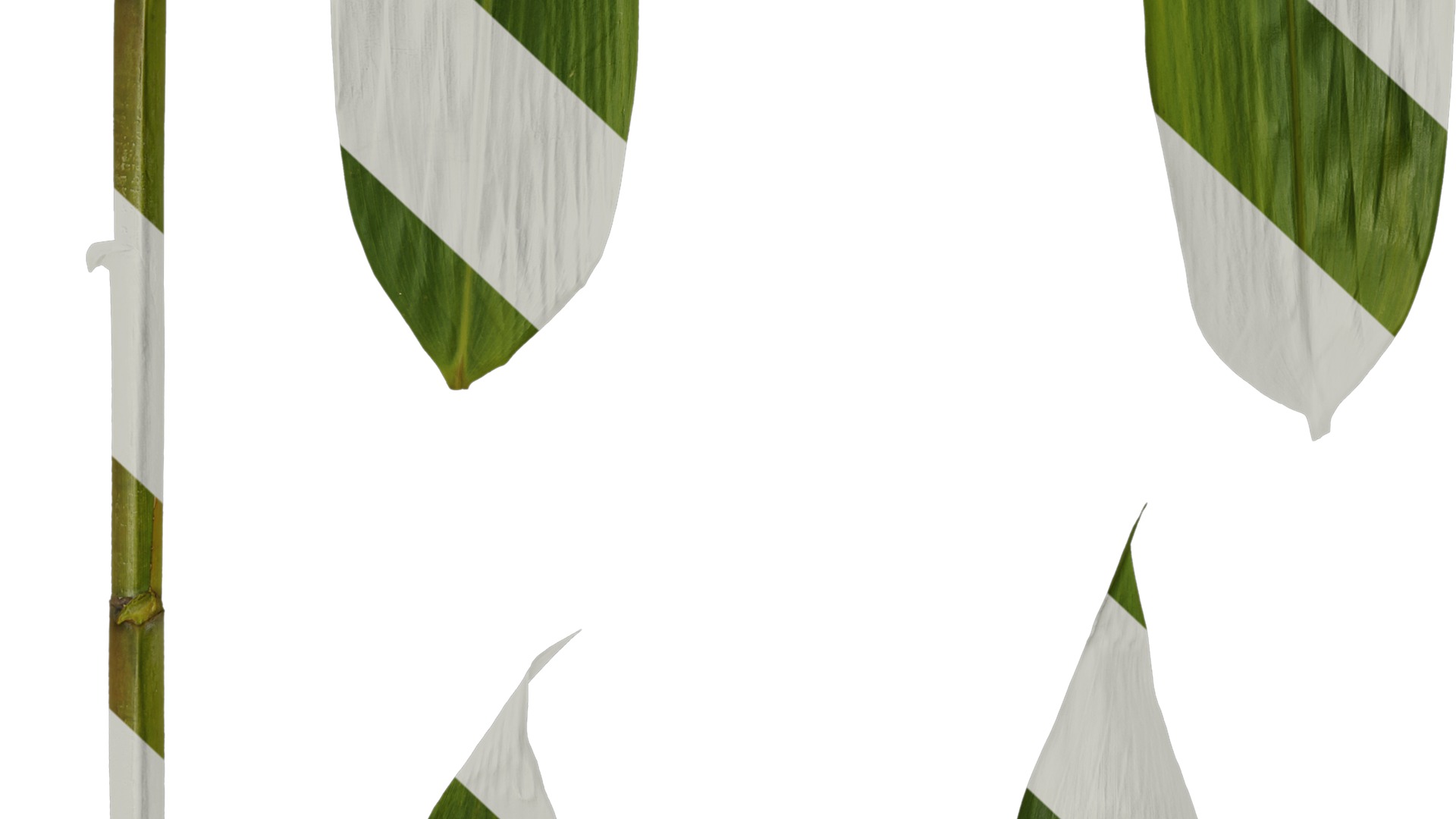 Anydrafts Sasa pygmaea Leaf 04 Texture_7