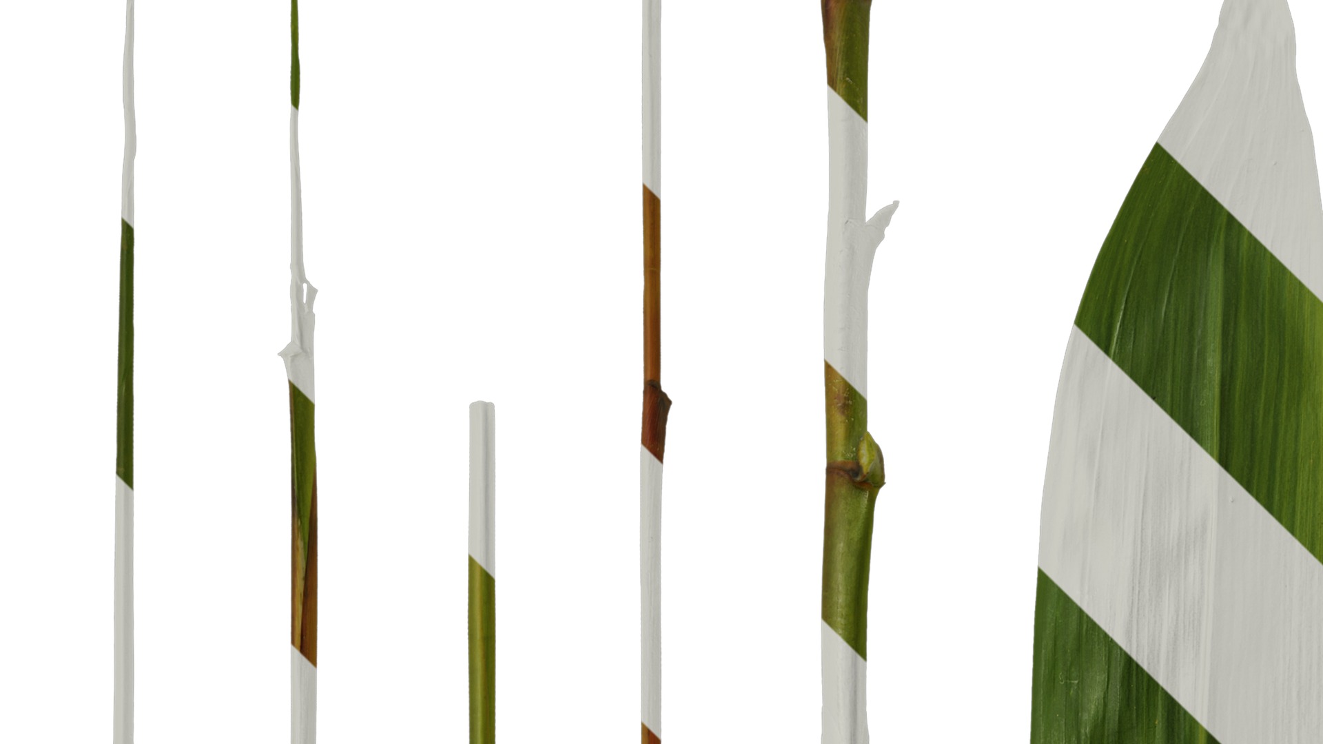 Anydrafts Sasa pygmaea Leaf 04 Texture_1