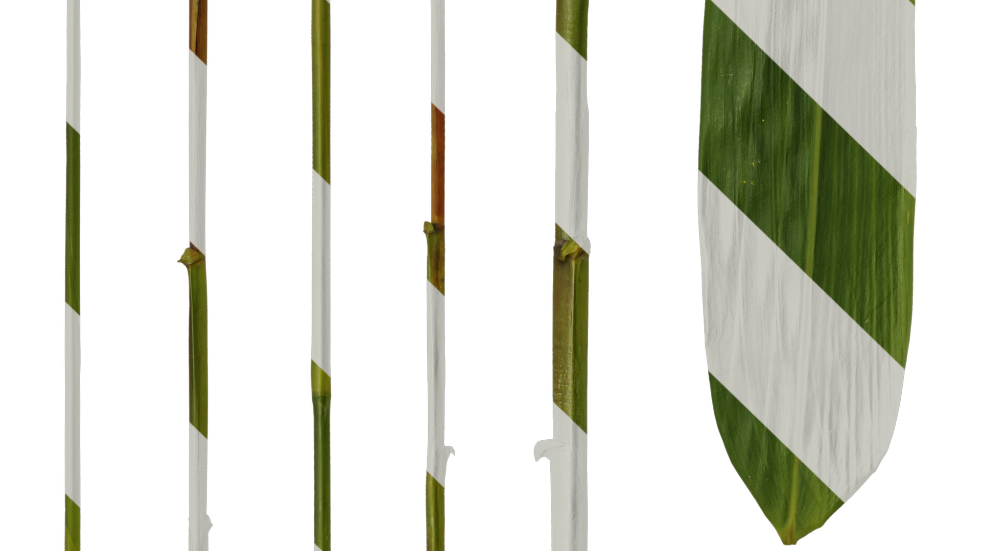 Anydrafts Sasa pygmaea Leaf 04 Texture_3