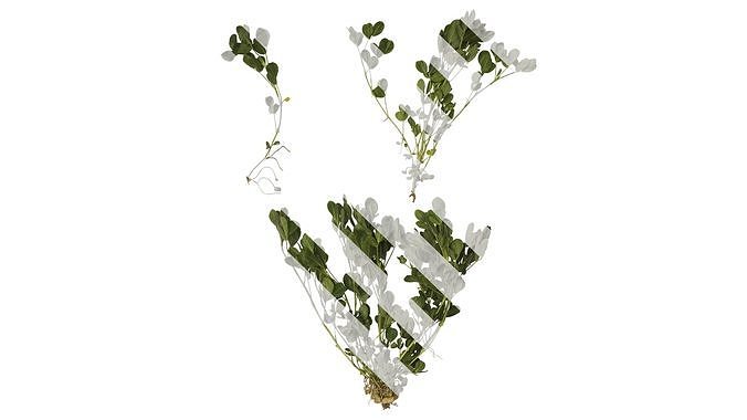 Anydrafts Arachis hypogaea Atlas 02 Texture