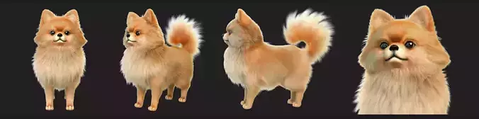 Pomeranian Dog 3D model