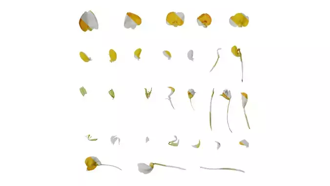 Anydrafts Arachis hypogaea Flower 03