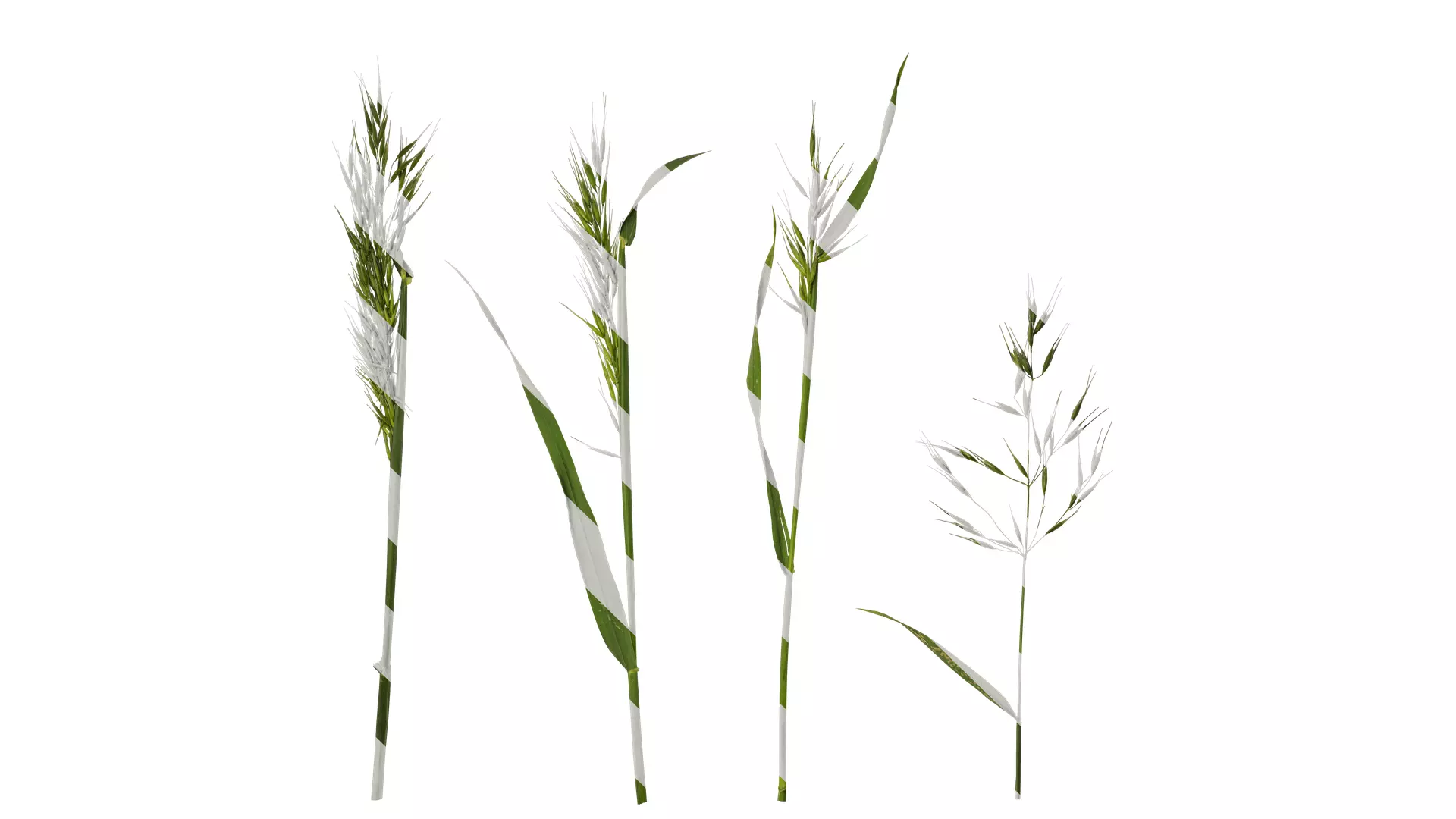 Anydrafts Avena sativa Atlas 01 Texture